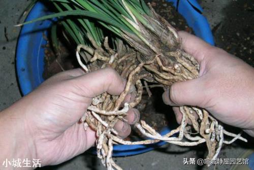 兰花植料透气 ，没有陪嫁土，怎样才能解决兰花僵苗问题？