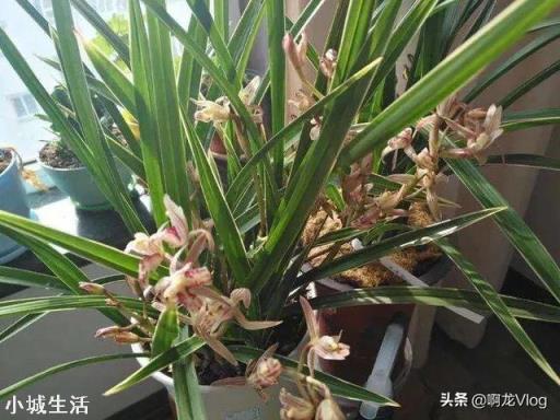 兰花叶子全部剪了还能长出来吗？