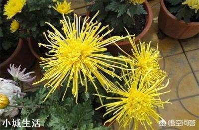 如何养菊花，能又矮又壮？