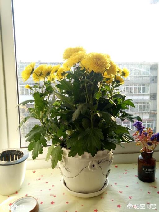 如何养菊花，能又矮又壮？