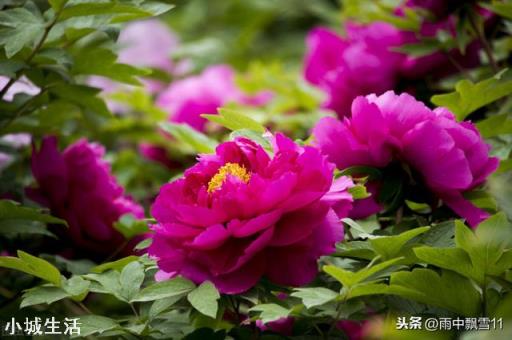 锯末怎样做养花土？