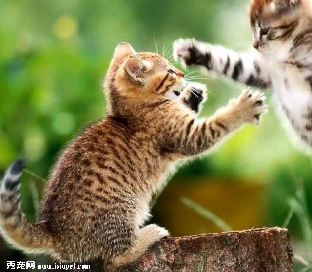 养猫常识：猫最怕什么？