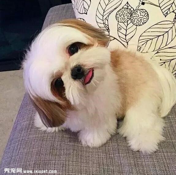 西施犬好养吗?它吃什么狗粮会比较好?