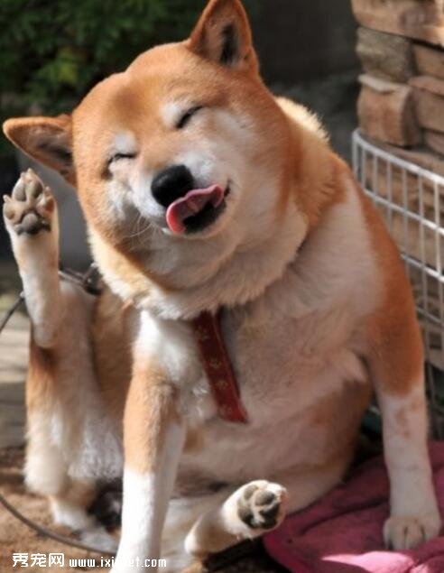 秋田犬喂什么狗粮，好养吗？