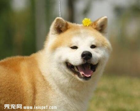 秋田犬喂什么狗粮，好养吗？