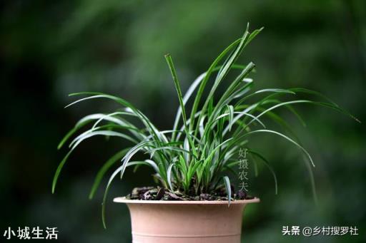 腐爛松樹和水石，腐葉混合，能種蘭花嗎？