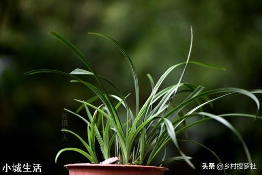 腐爛松樹和水石，腐葉混合，能種蘭花嗎？