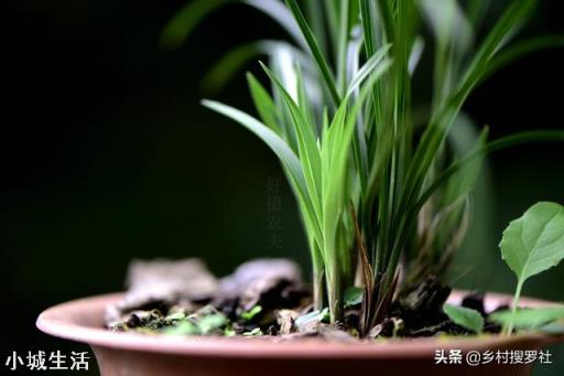 腐爛松樹和水石，腐葉混合，能種蘭花嗎？