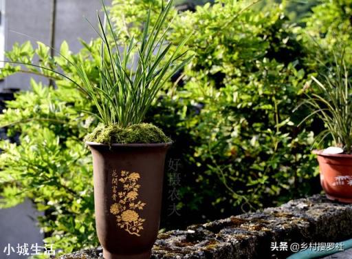 用松塔墊花盆行嗎？