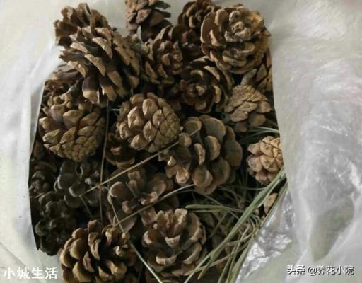 用松塔墊花盆行嗎？