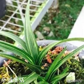 蕙兰几月种植最好？