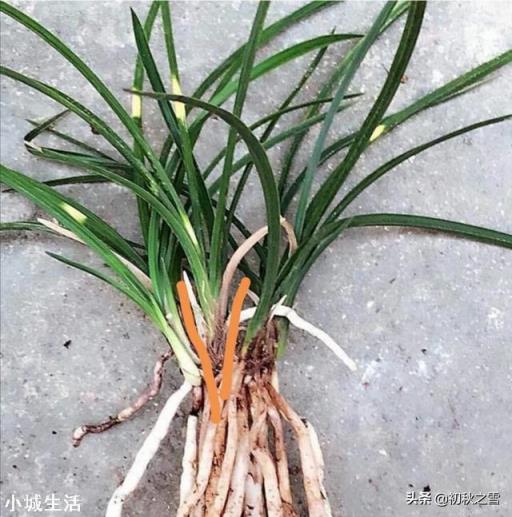 蕙兰几月种植最好？