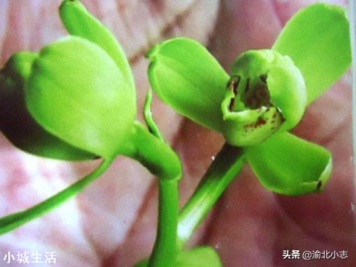 蕙兰几月种植最好？