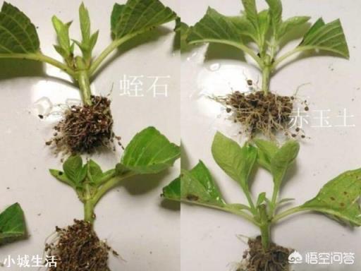 绣球花怎么扦插成功率高？