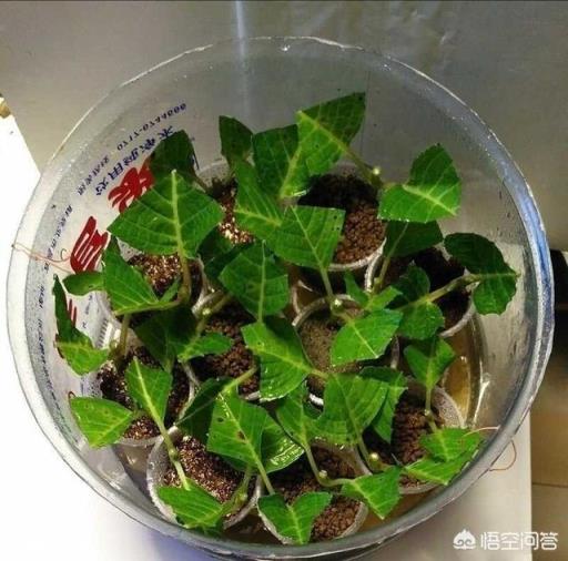 绣球花怎么扦插成功率高？