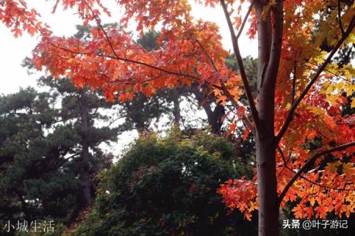 北京哪里红叶好，适合旅游？