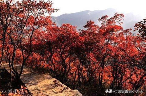 北京哪里红叶好，适合旅游？
