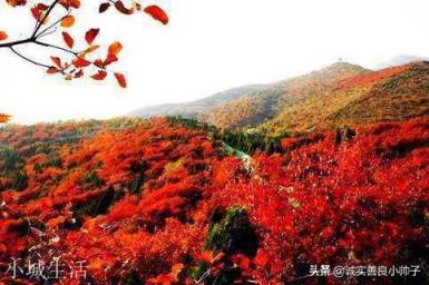 北京哪里红叶好，适合旅游？