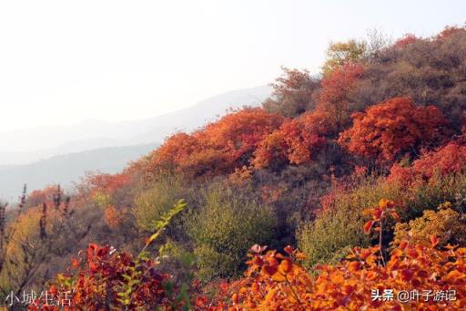北京哪里红叶好，适合旅游？