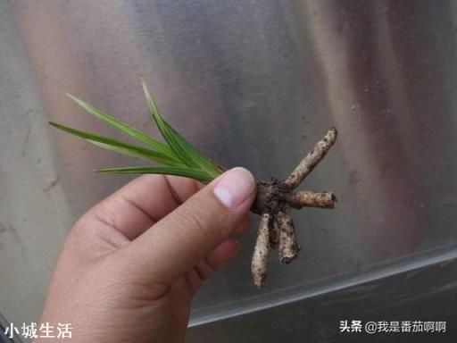 蕙兰根绕成一坨还能成活吗？