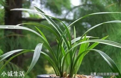 蕙兰根绕成一坨还能成活吗？