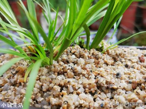 兰花植料里有很小很小的白虫子请问用什么杀虫剂？谢谢了？