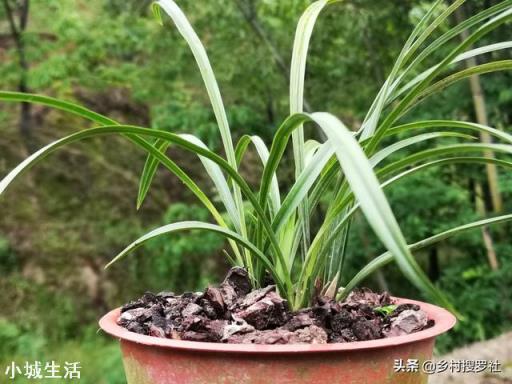 兰花植料里有很小很小的白虫子请问用什么杀虫剂？谢谢了？