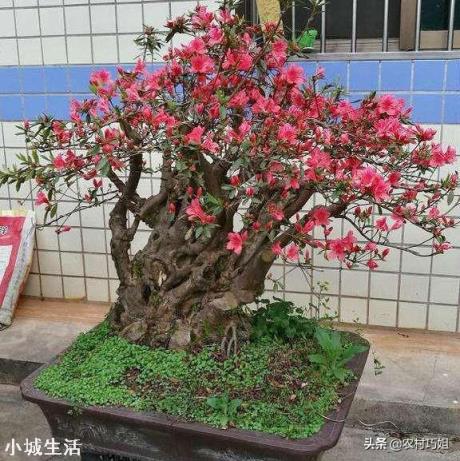 怎样养映山红花多?