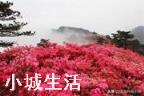 怎样养映山红花多?