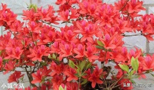怎样养映山红花多?