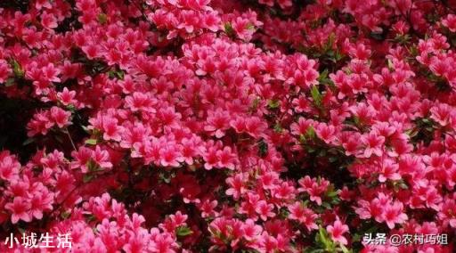 怎样养映山红花多?