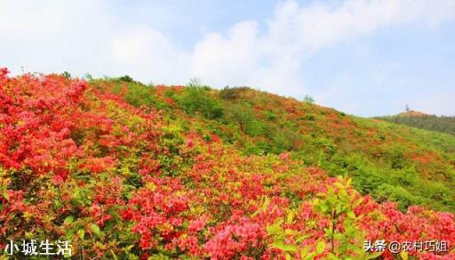 怎样养映山红花多?