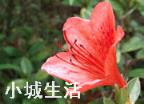 怎样养映山红花多?