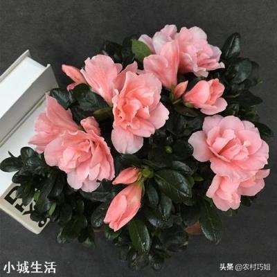 怎样养映山红花多?