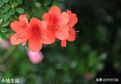 怎样养映山红花多?