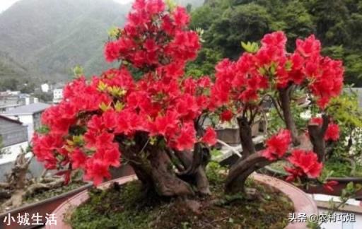怎样养映山红花多?