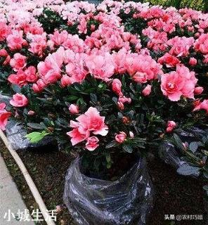 怎样养映山红花多?