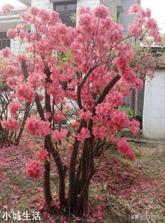 怎样养映山红花多?