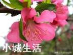 怎样养映山红花多?