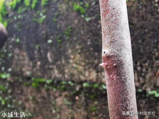 映山红枝干需要裹薄膜吗？