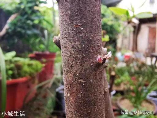 映山红枝干需要裹薄膜吗？