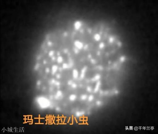什么动物的寿命比乌龟还长？
