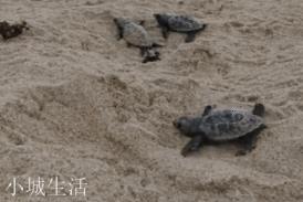 什么动物的寿命比乌龟还长？