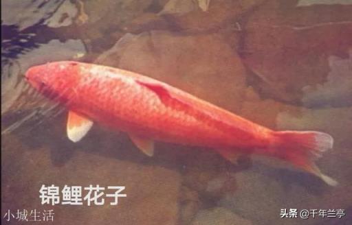 什么动物的寿命比乌龟还长？