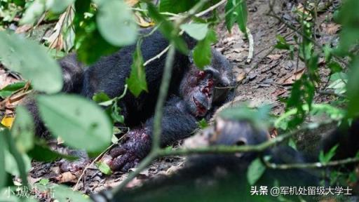 貢貝黑猩猩戰爭是怎么一回事？