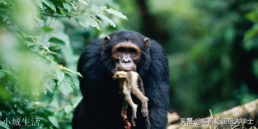 貢貝黑猩猩戰爭是怎么一回事？