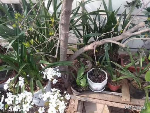 花生皮腐熟一周可以种兰花吗?