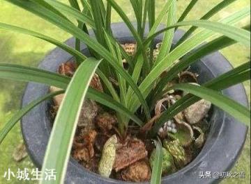花生皮腐熟一周可以种兰花吗?