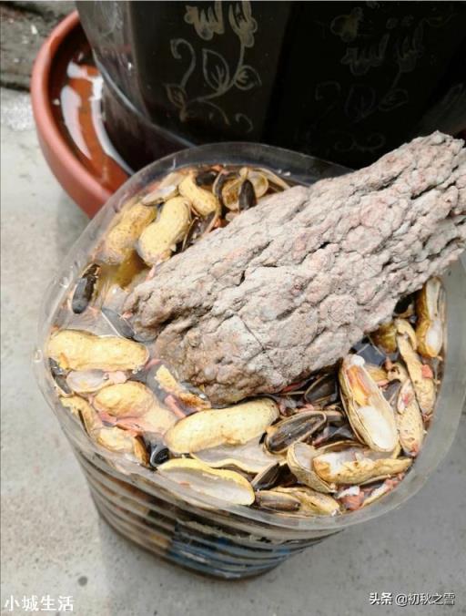 花生皮腐熟一周可以种兰花吗?