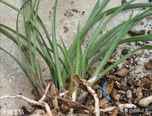 花生皮腐熟一周可以种兰花吗?